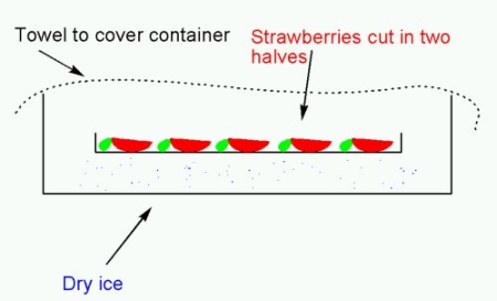 strawberry-dryice.jpg