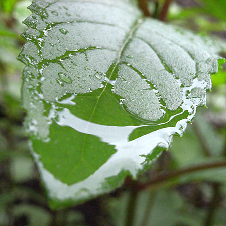 peppermint-leaf.jpg